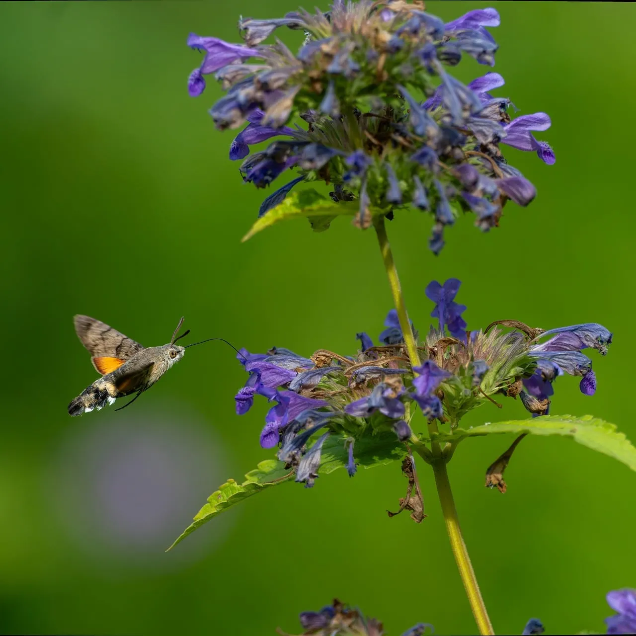 Stunning Hummingbird Moth Hovering on Vibrant Purple Verbena