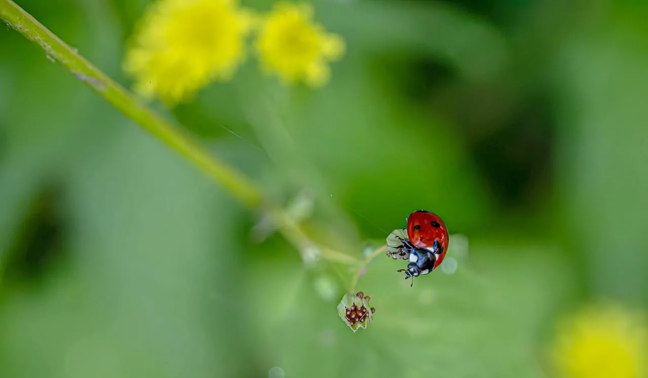 Vibrant Macro: Ladybug on Green Leaf with Bokeh
