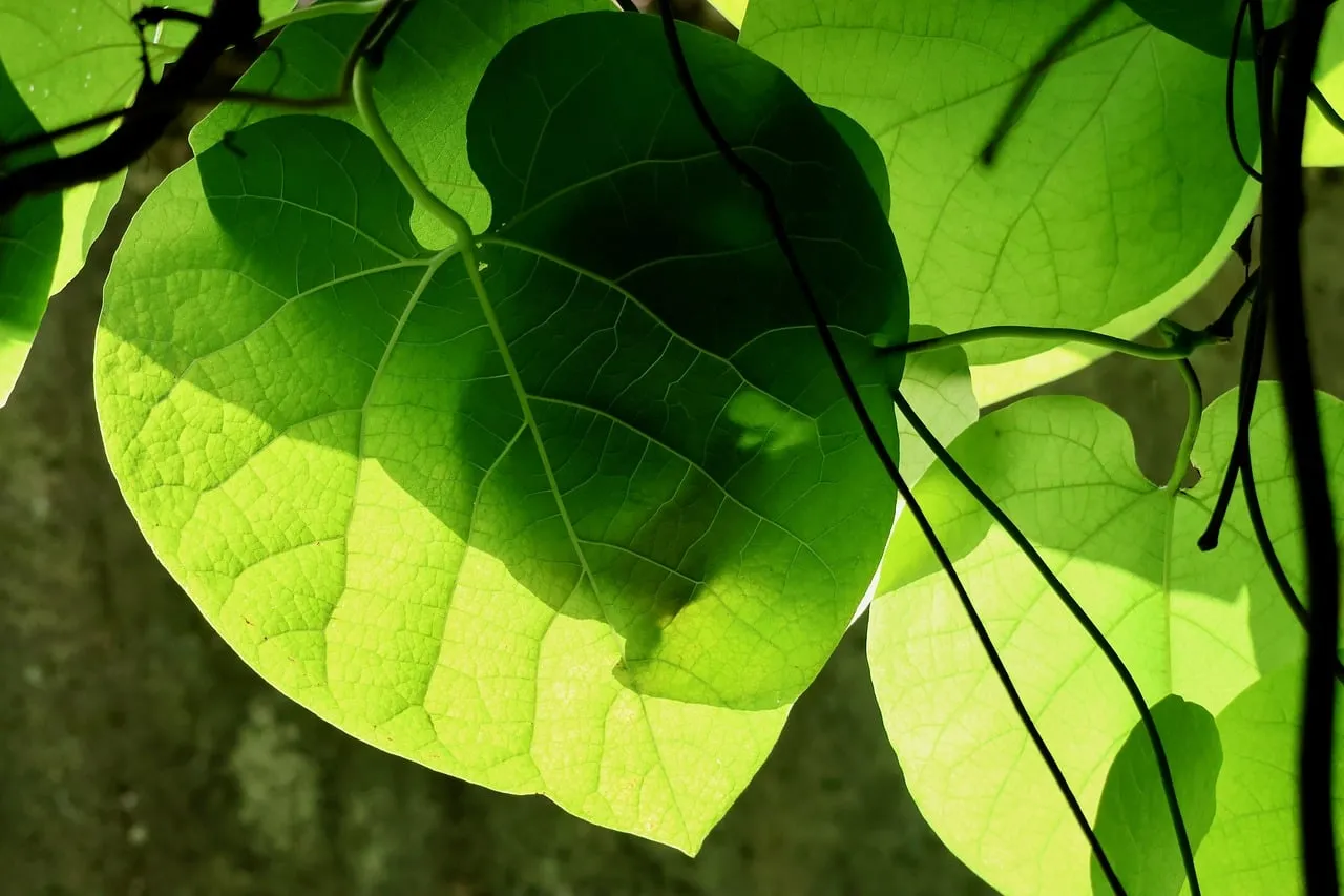Vibrant Green Dutchman's Pipe Leaves Backlit by Sunlight