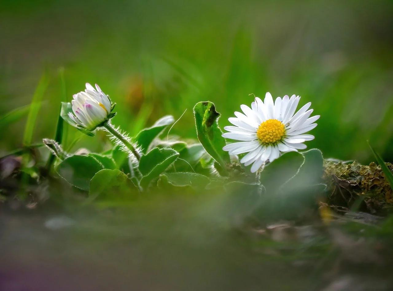 Enchanting Daisy Duo: Spring's Gentle Embrace