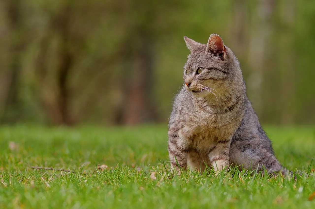 Enchanting Gaze: Savannah Cat in Nature's Embrace