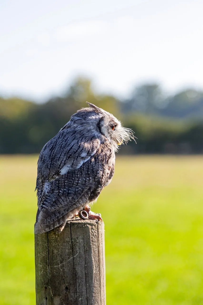 Majestic Southern White-faced Owl: Focused Hunter in Nature