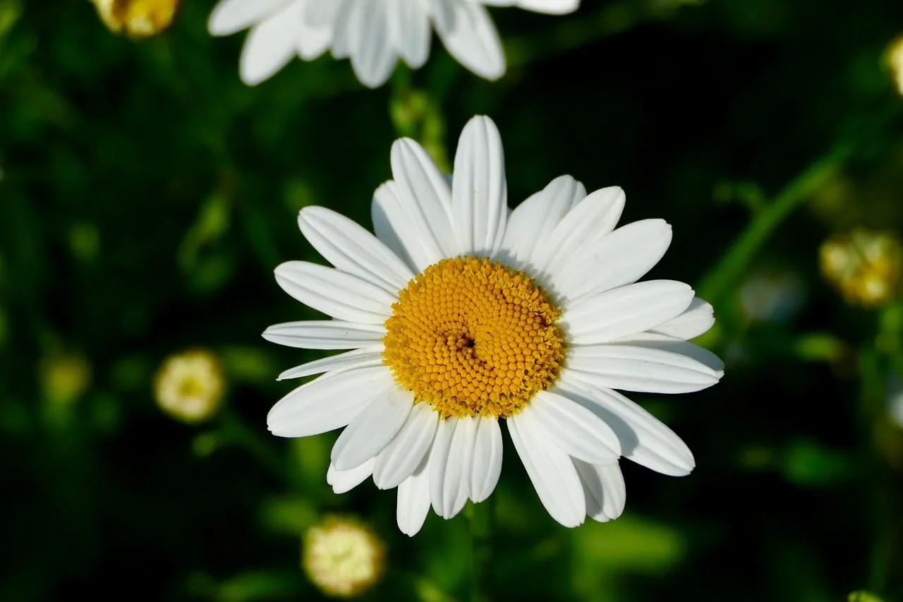 Stunning Daisy: Perfect White Petals & Golden Center