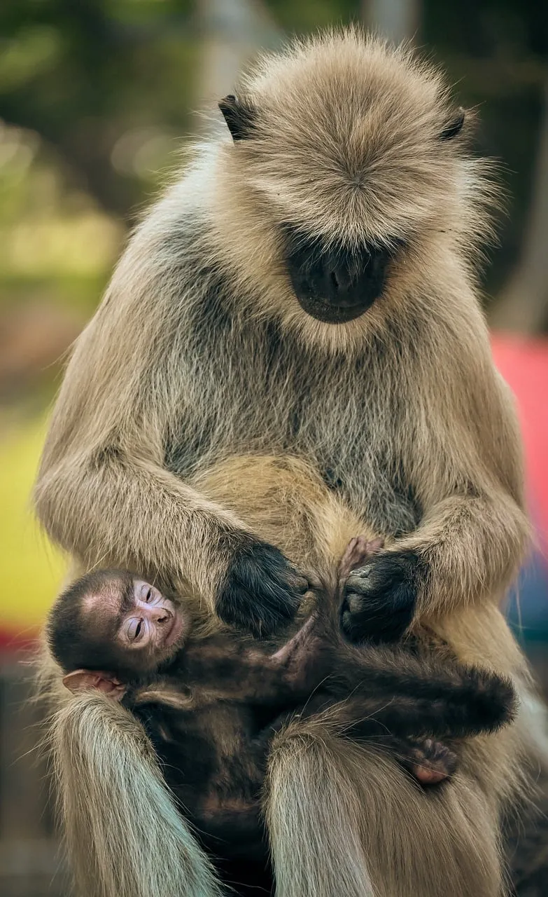 Tender Gaze: Langur Mother's Unconditional Love for Her Infant