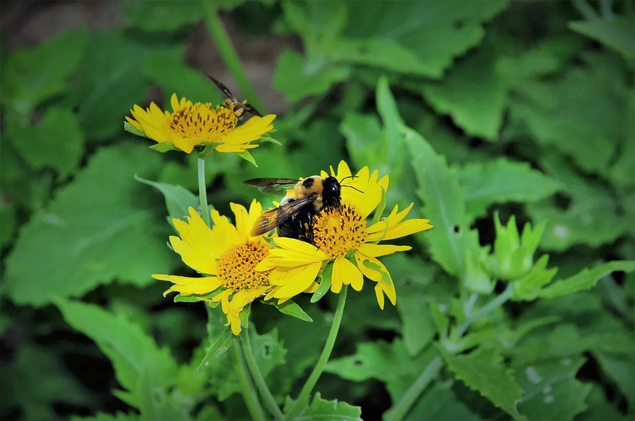 Vibrant Bumblebee Pollinating Bright Yellow Flowers