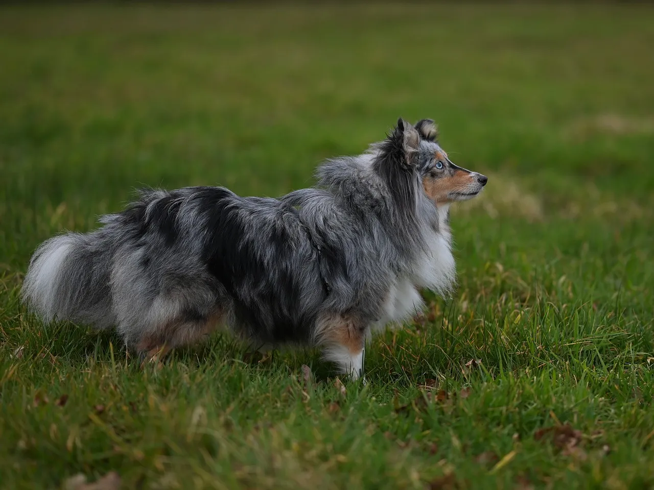 Majestic Blue Merle Shetland Sheepdog in Verdant Field