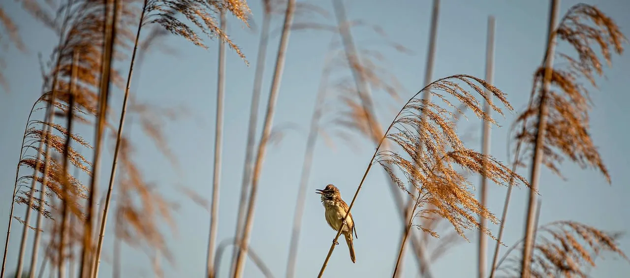 Serene Songbird: Captivating Reeds and Blue Sky Background