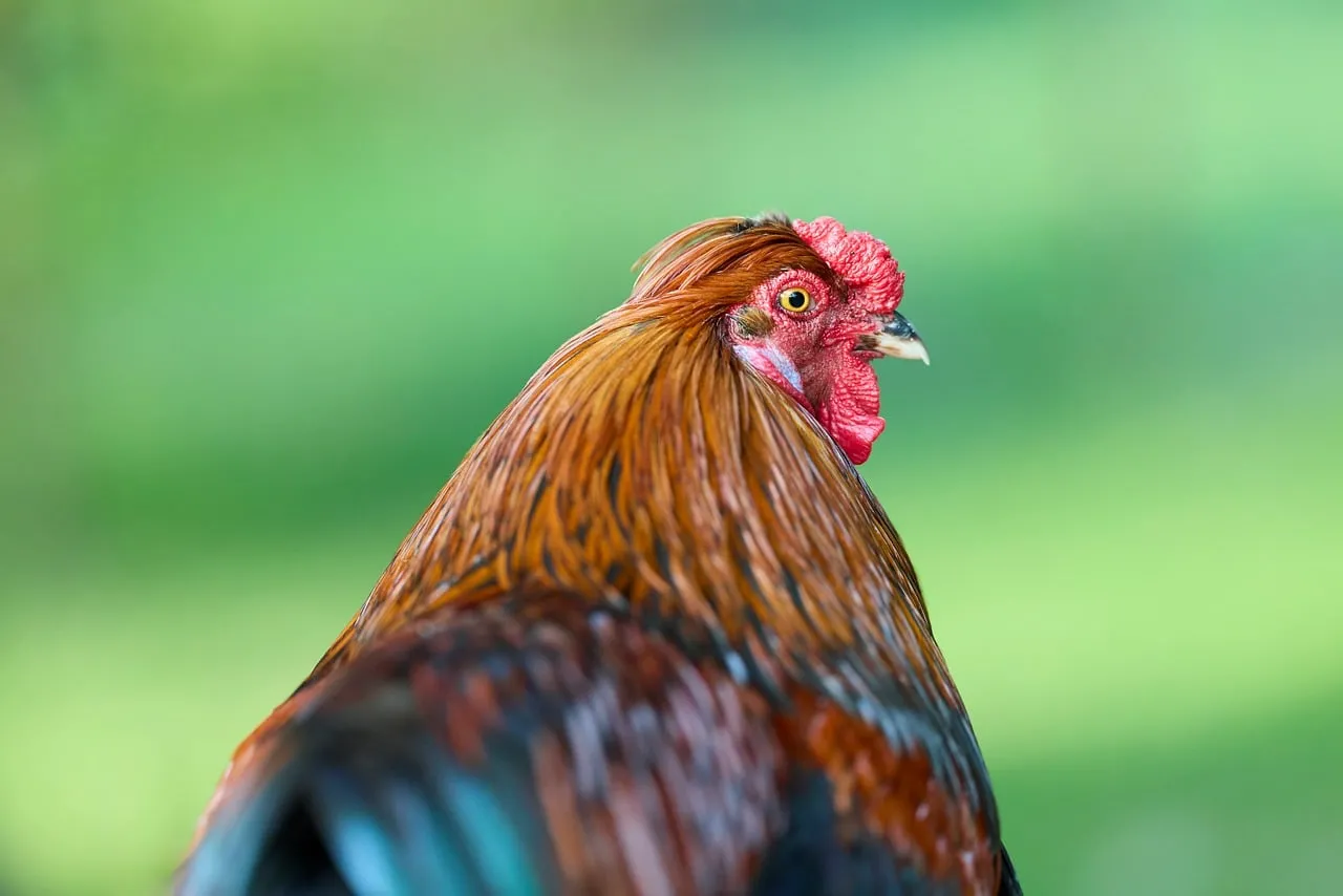 Majestic Rooster Profile: Vibrant Colors in Nature
