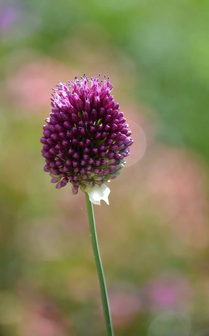 Vibrant Purple Allium: Ethereal Garden Bloom