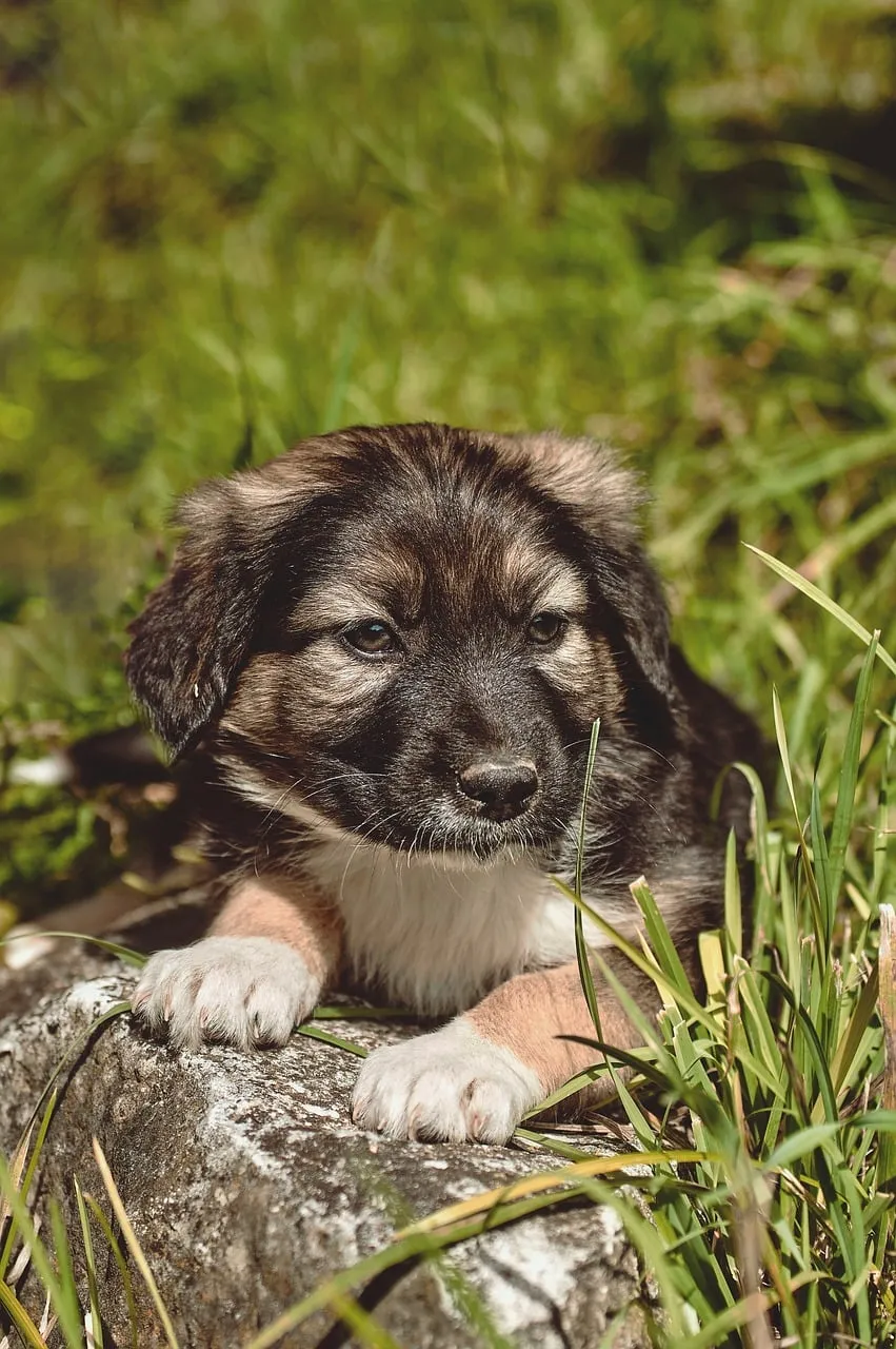 Adorable Fluffy Puppy Resting on a Stone in Lush Grass