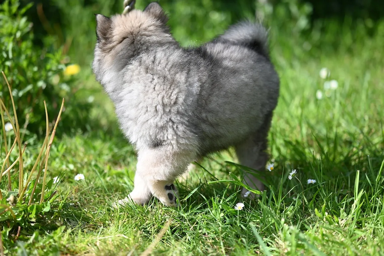Adorable Eurasier Puppy: Fluffy Playtime in Summer Meadow