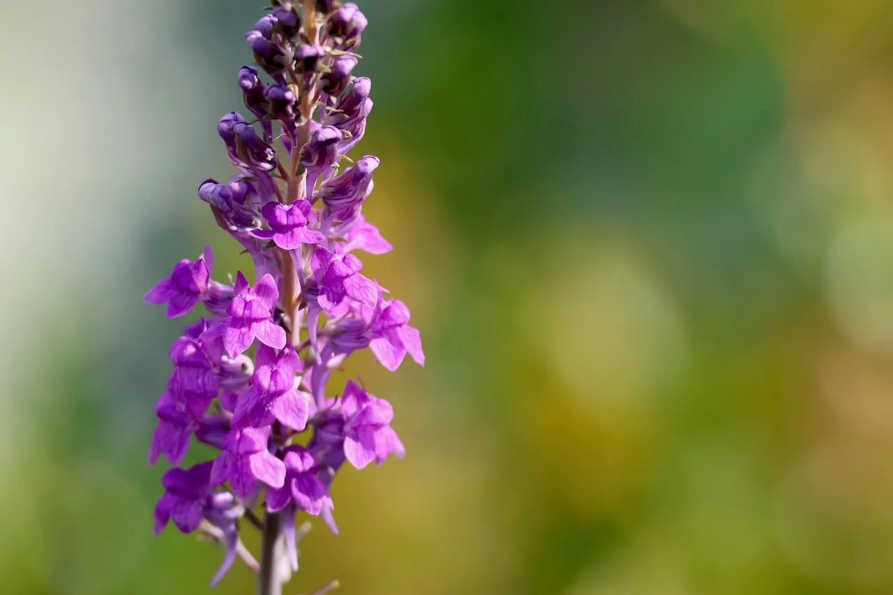 Vibrant Purple Linaria: Summer Meadow Blossom in Macro