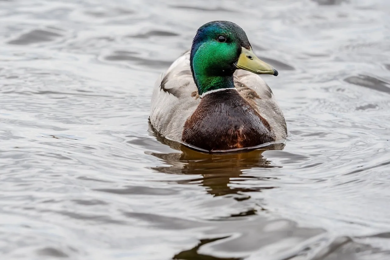 Vibrant Mallard Drake Gliding on Tranquil Waters