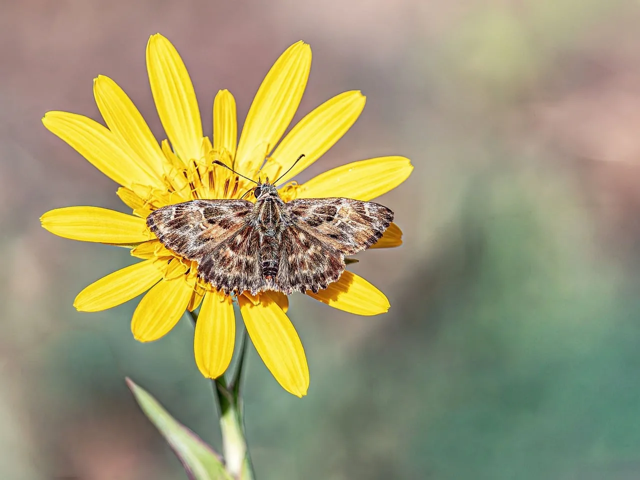 Vibrant Yellow Flower with Mallow Skipper Butterfly in Macro