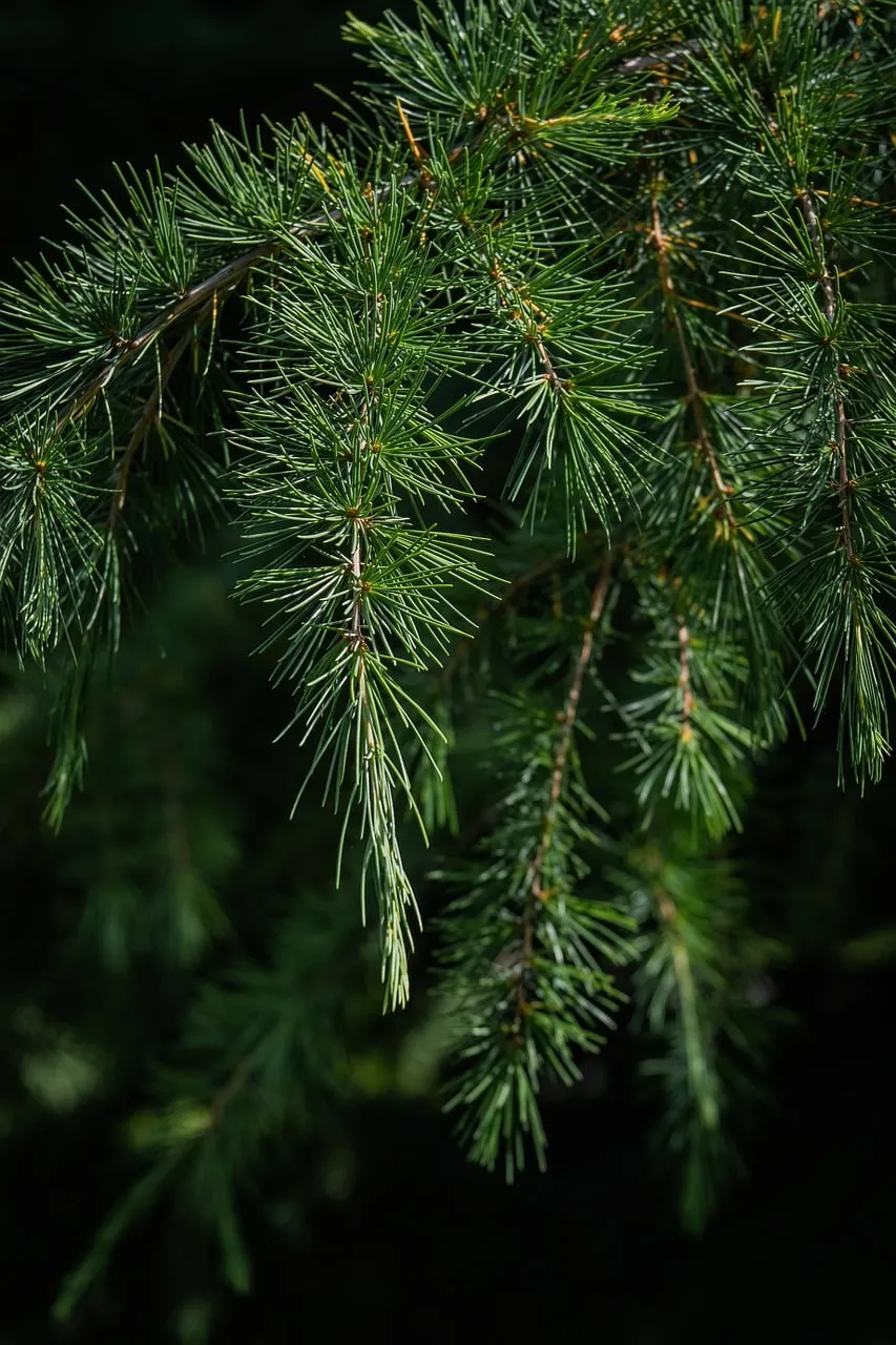 Vibrant Pine Needles: Serene Forest Background Details