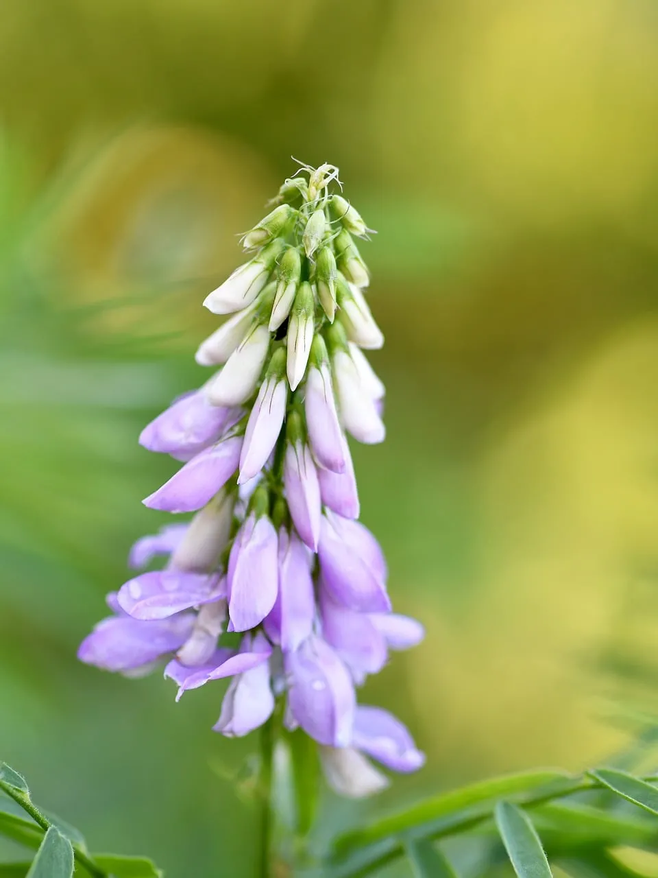 Stunning Purple Goat's Rue Bloom in Summer Light