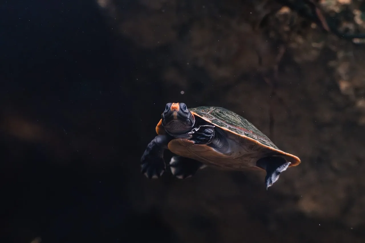 Enchanting Aquatic Journey: Painted Turtle Underwater Serenity