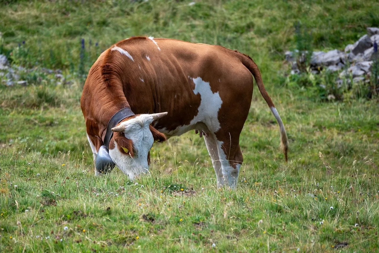 Serene Alpine Grazing: Majestic Mountain Cow in Lush Pasture