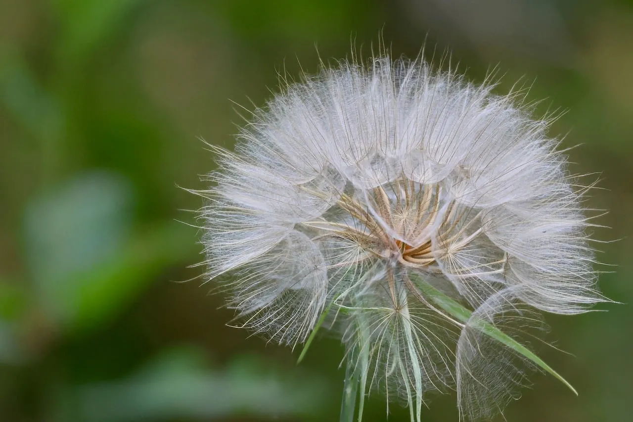 Enchanting Macro: Delicate Dandelion Seeds in Nature's Embrace