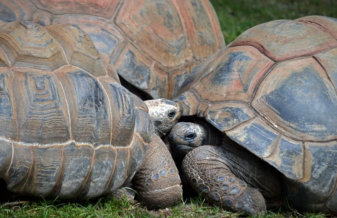 Majestic Giants: Intimate Galapagos Tortoise Gathering