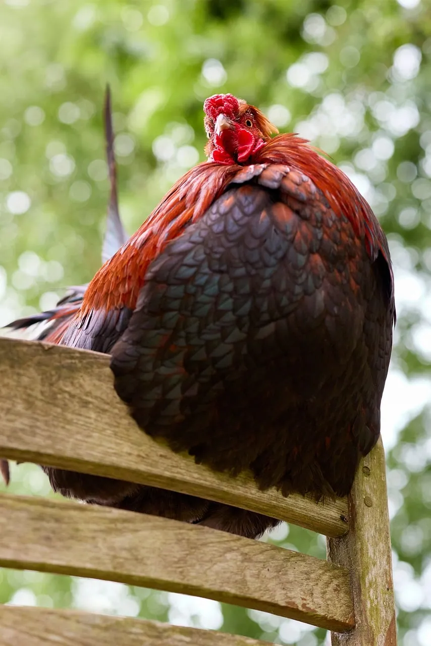 Proud Rooster's Striking Feather Display in Nature