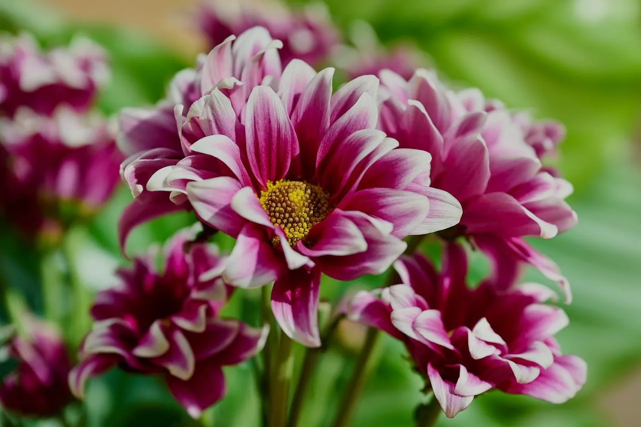 Vibrant Pink Dahlias: A Symphony of Summer Blooms