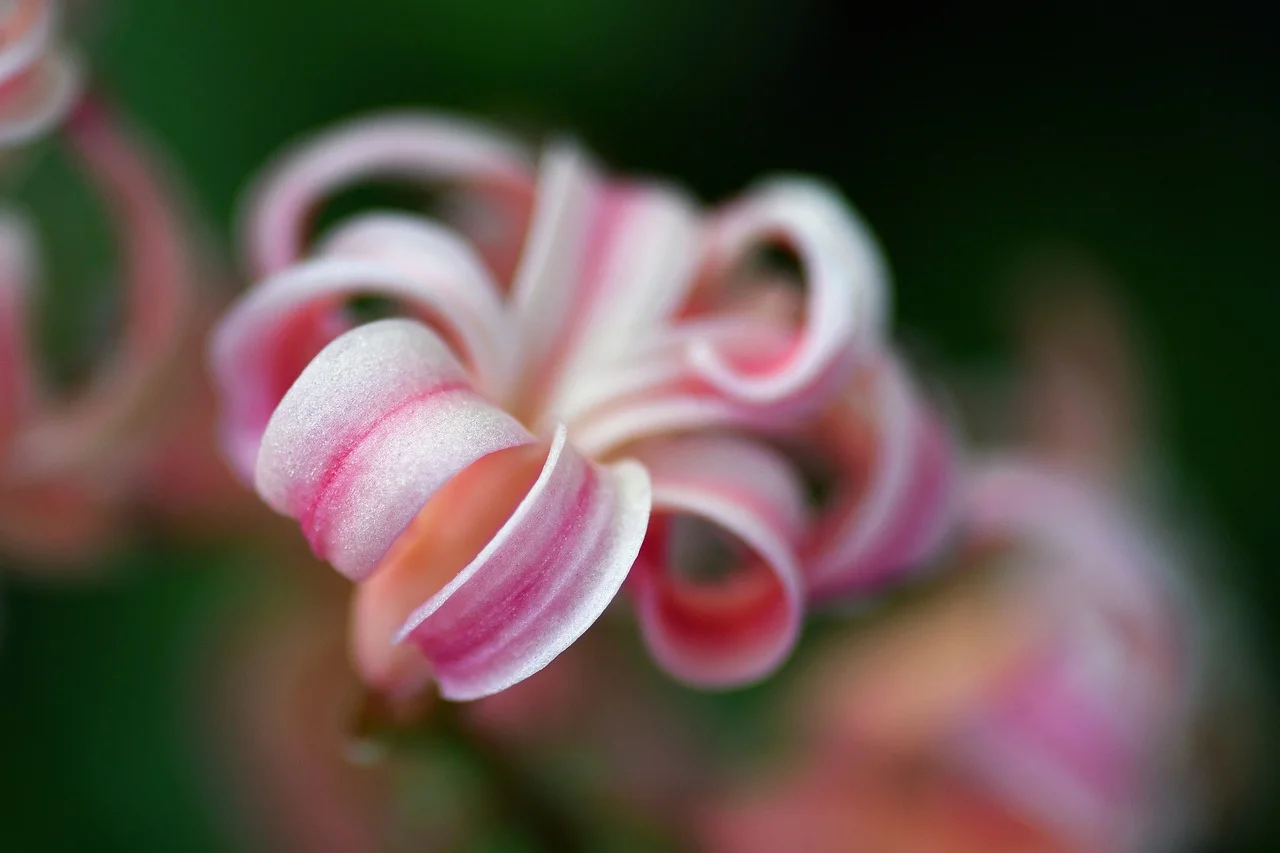Enchanting Pink Hyacinth: Macro Petal Swirls