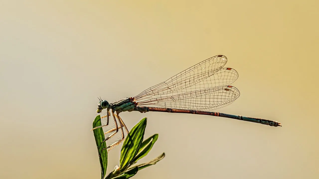 Stunning Macro: Delicate Dragonfly Perched on Green Leaf