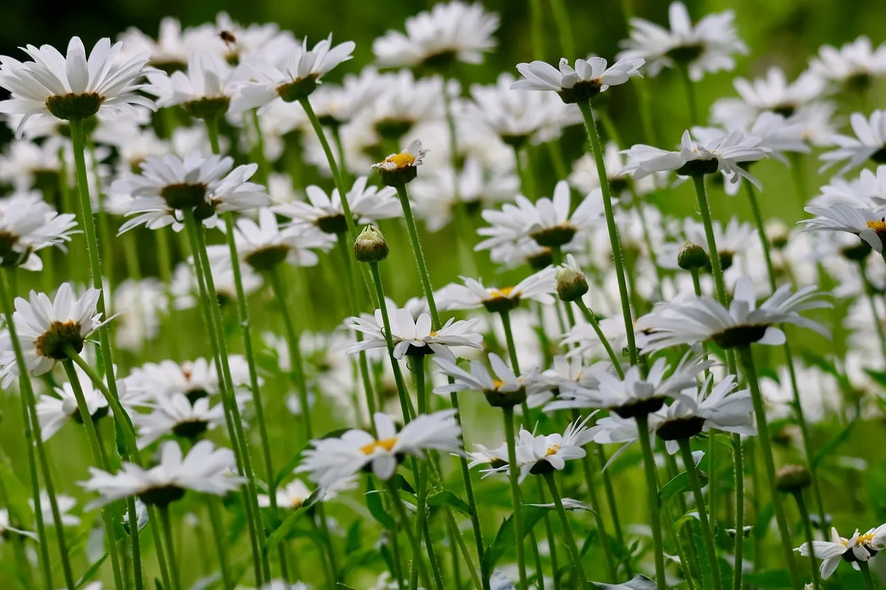 Vibrant Daisy Meadow: A Symphony of White Blooms