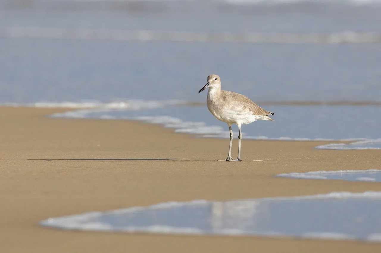 Serene Shorebird: Willet on a Sunny Beach at Tide's Edge