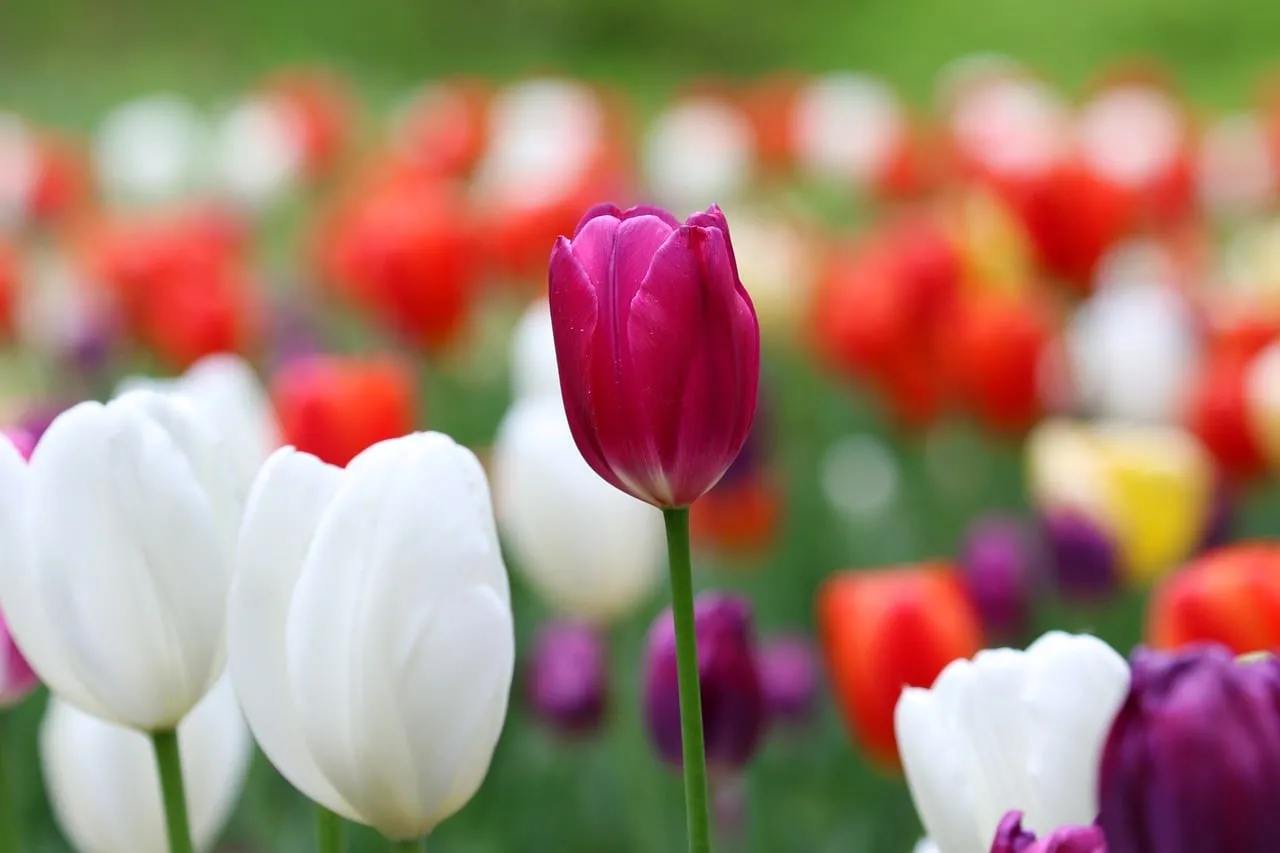 Vibrant Spring: Captivating Purple Tulip in a Colorful Garden