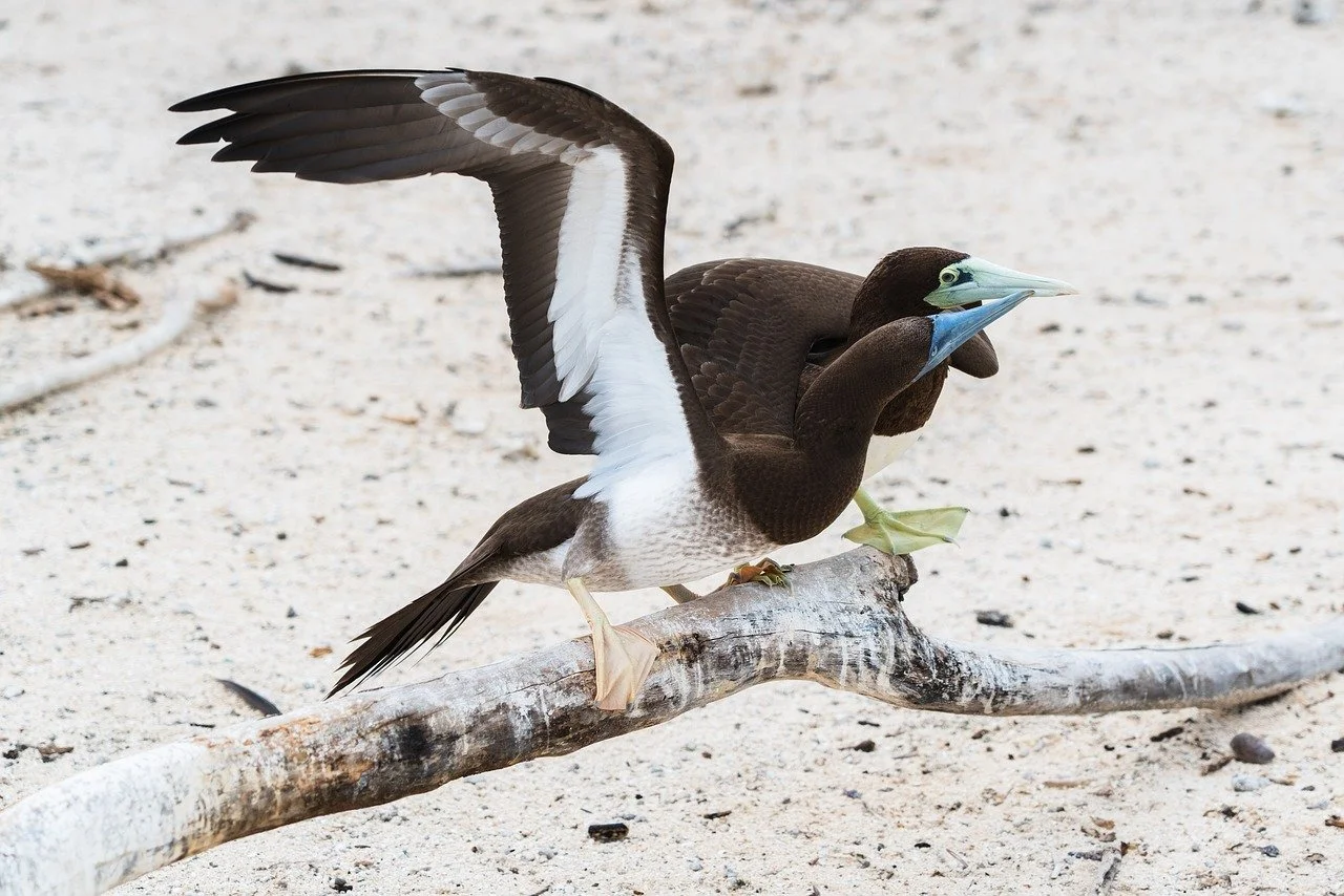 Graceful Brown Booby Takes Flight on a Pristine Beach