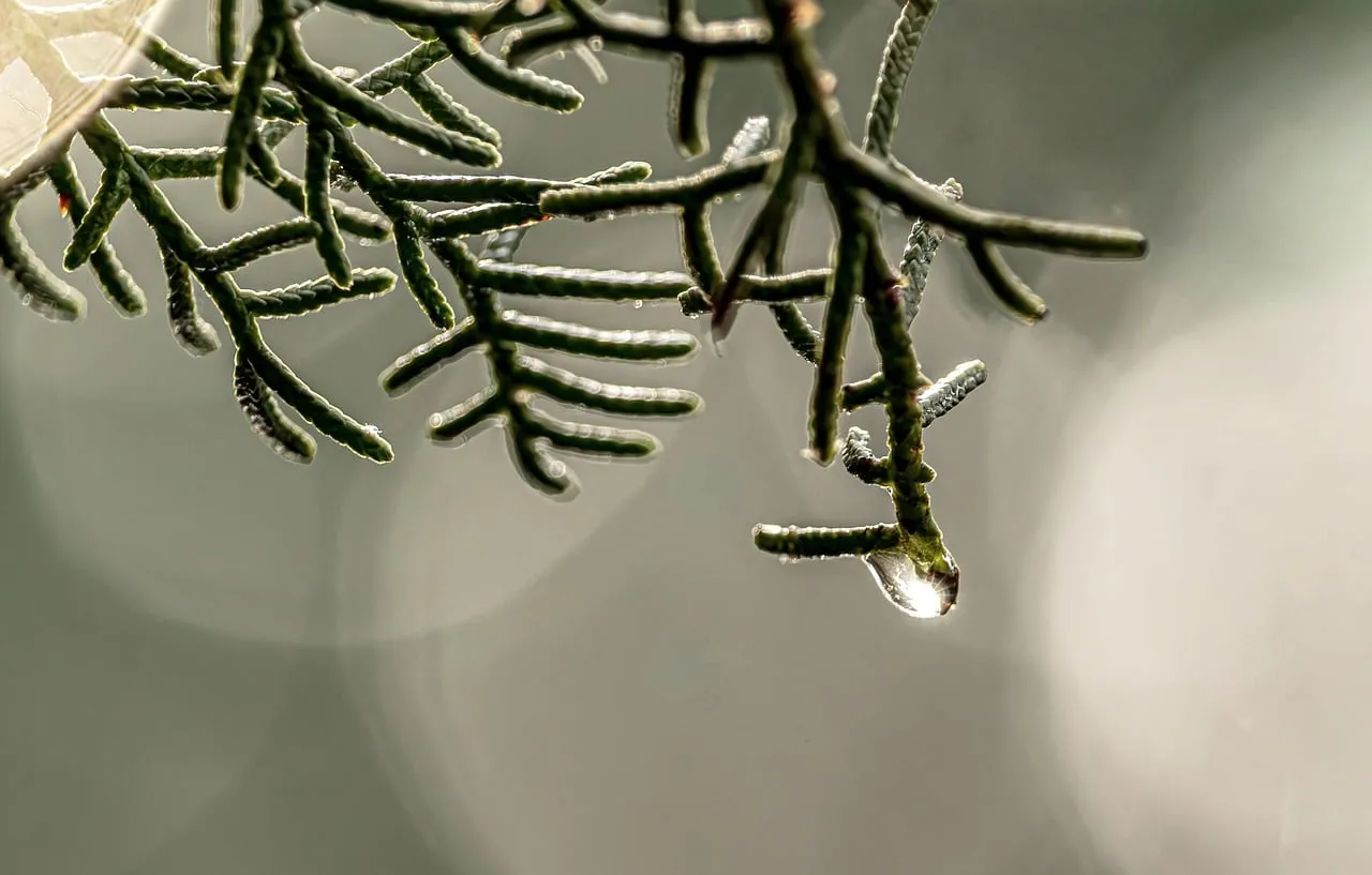 Enchanting Cypress Droplet: A Winter Morning's Golden Glow