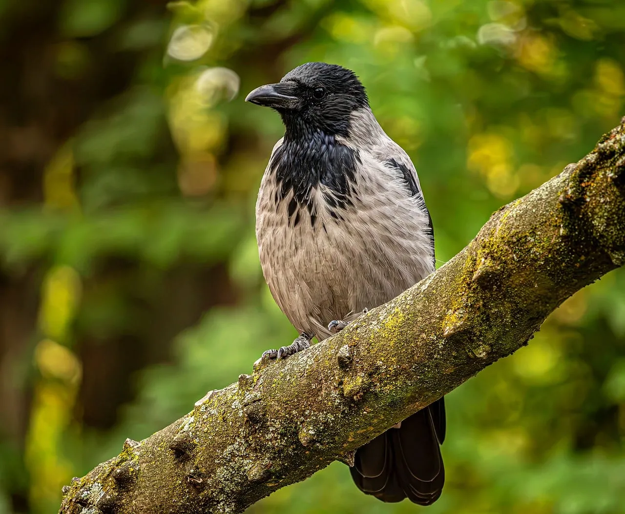 Majestic Hooded Crow Perched in Lush Green Forest