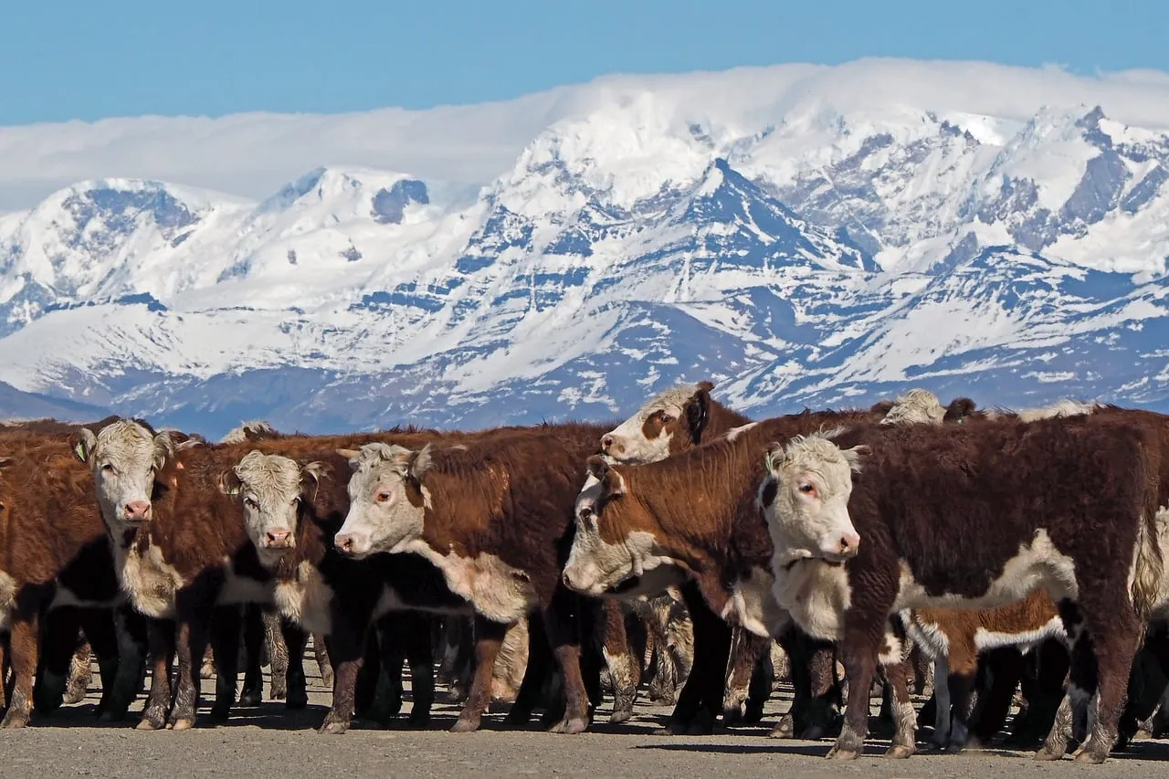 Patagonian Majesty: Cattle Grazing Under Snowy Peaks