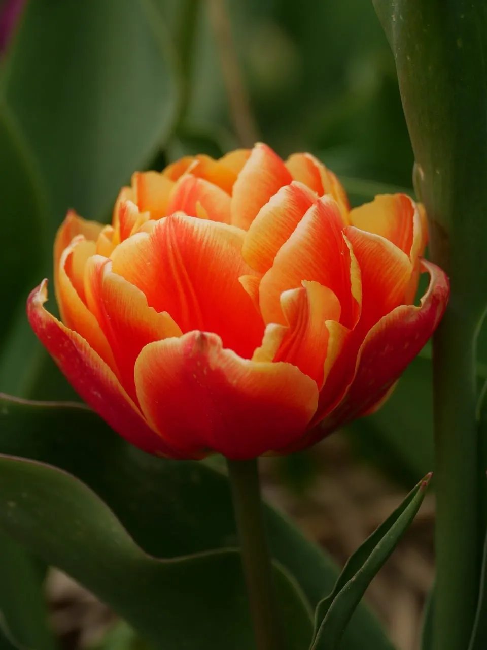 Vibrant Double Tulip Bloom in Spring Garden