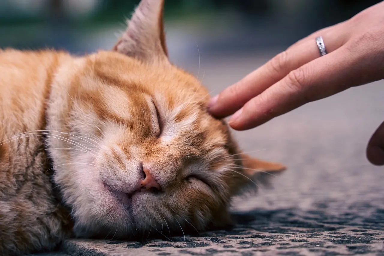 Purrfect Serenity: Petting a Sleeping Ginger Cat