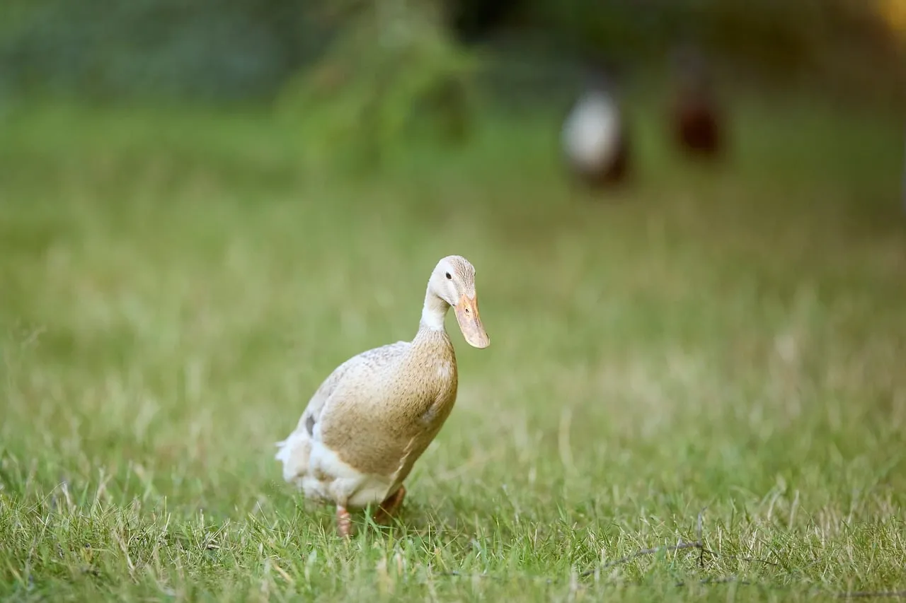 Graceful Indian Runner Duck Strolling in Lush Meadow