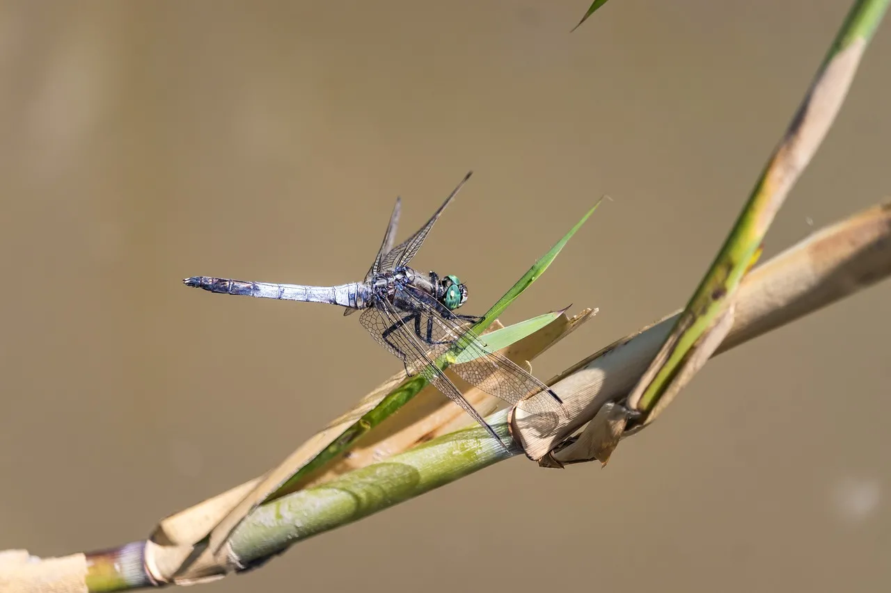 Stunning Waterside Dragonfly: Nature's Delicate Beauty Up Close
