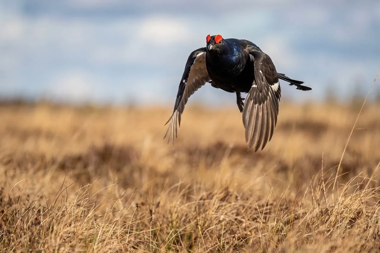 Majestic Black Grouse in Dynamic Spring Flight