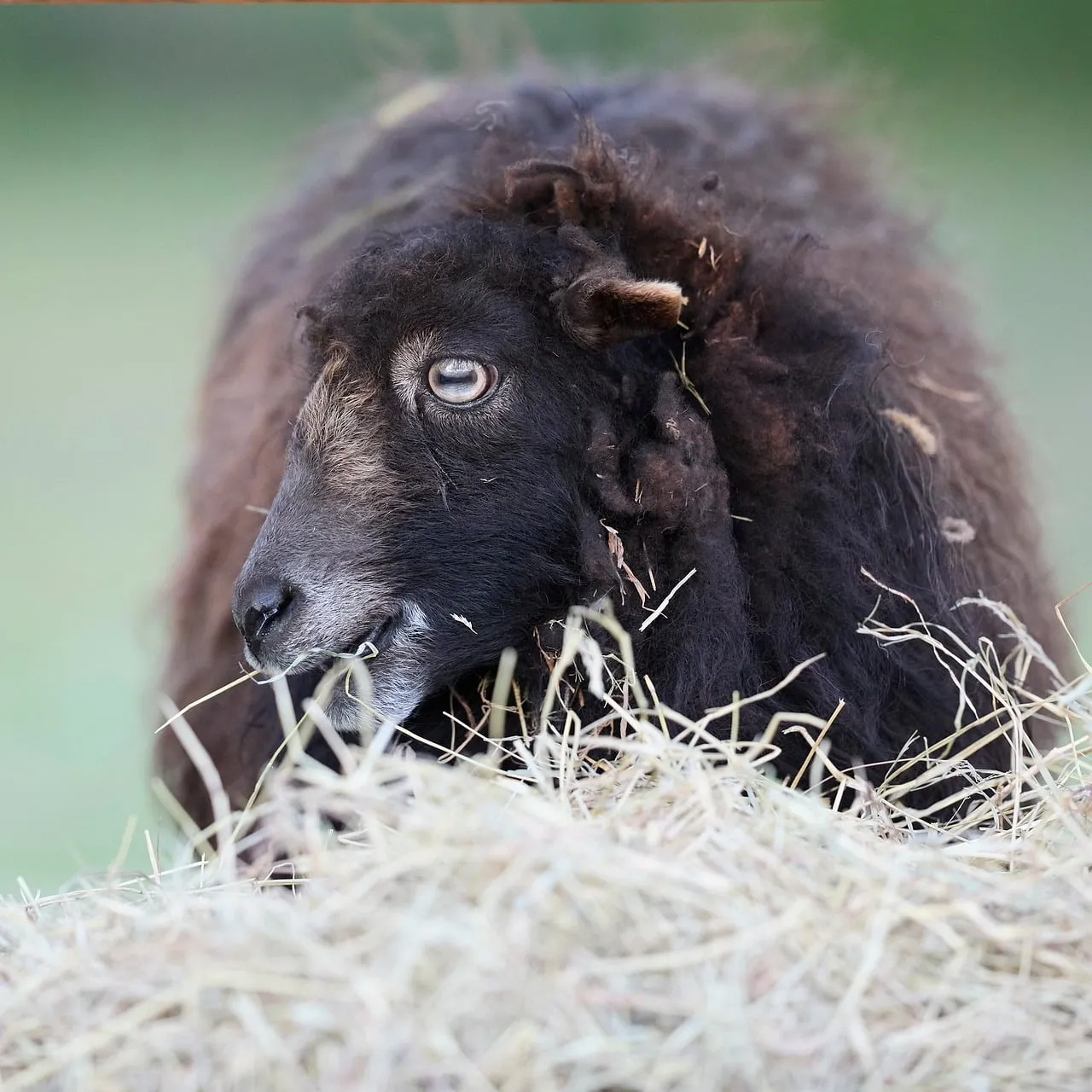 Enchanting Gaze: Black Ouessant Sheep Grazing Serenely