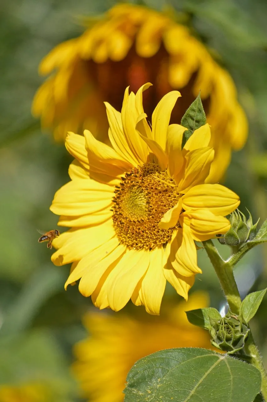 Vibrant Sunflower Serenity: Bee's Golden Embrace