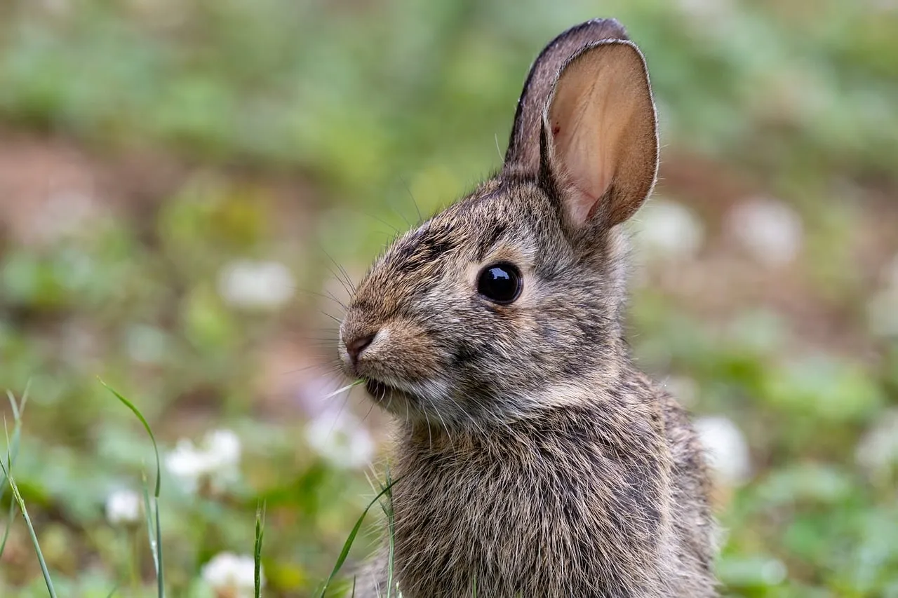 Charming Wild Rabbit: A Close-Up Encounter in Nature