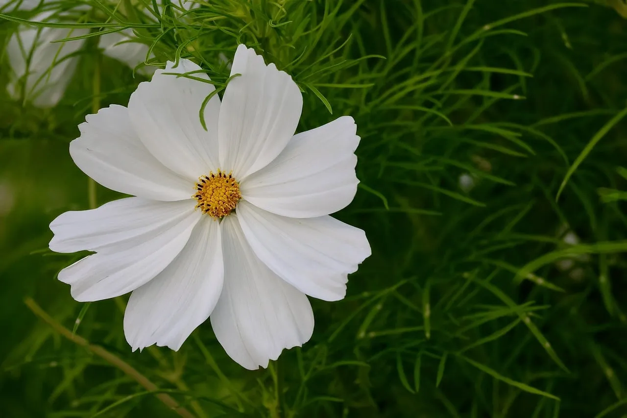 Stunning White Cosmos Bloom: Nature's Delicate Masterpiece