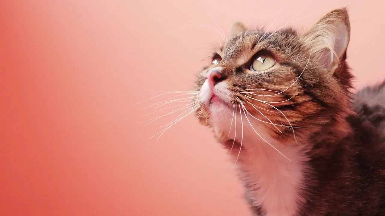 Captivating Feline Gaze: A Majestic Cat's Pink Serenity