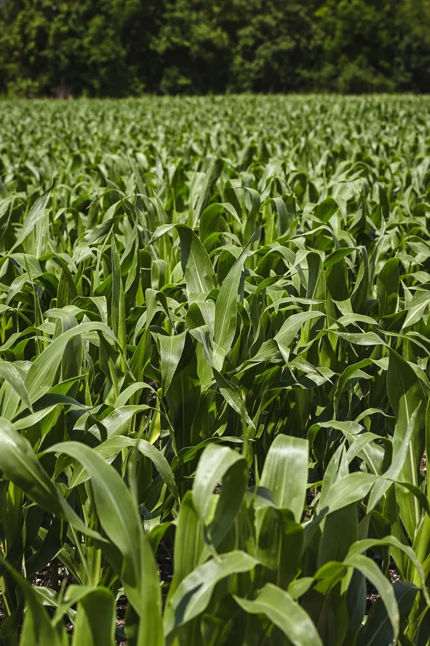 Vibrant Green Cornfield: A Symphony of Summer Growth