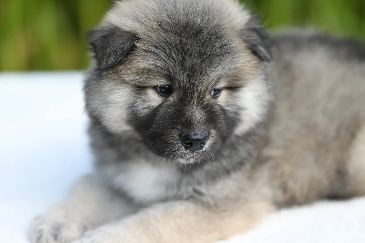 Adorable Eurasier Puppy: Fluffy Pet Cuteness in Nature
