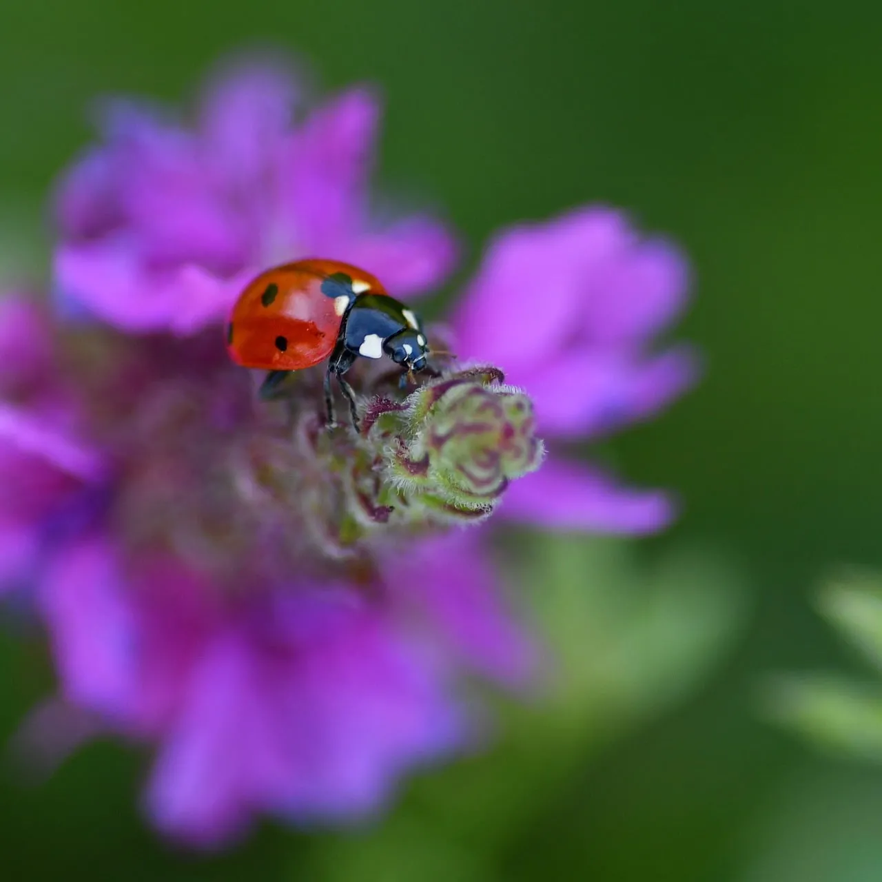 Vibrant Macro: Ladybug Foraging on a Purple Flower in Spring