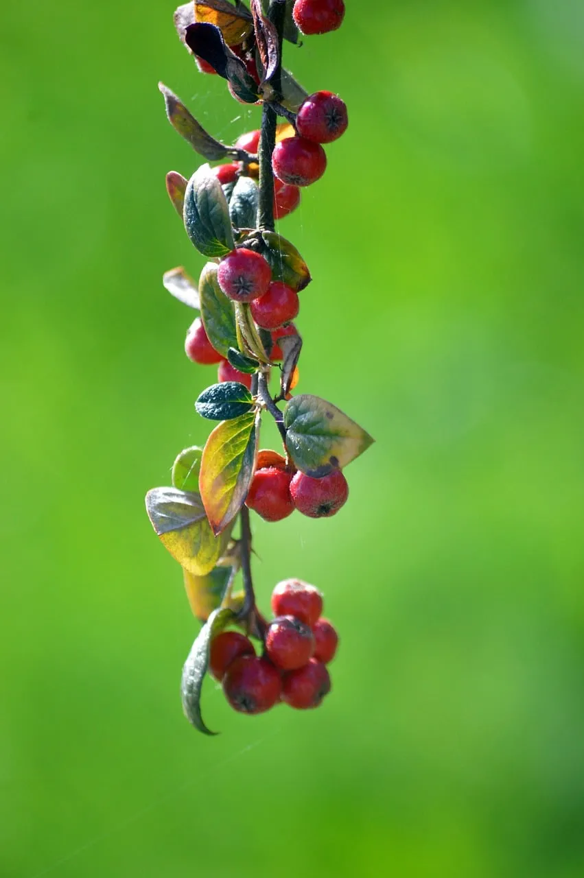 Vibrant Red Berries Against Lush Green Nature Background