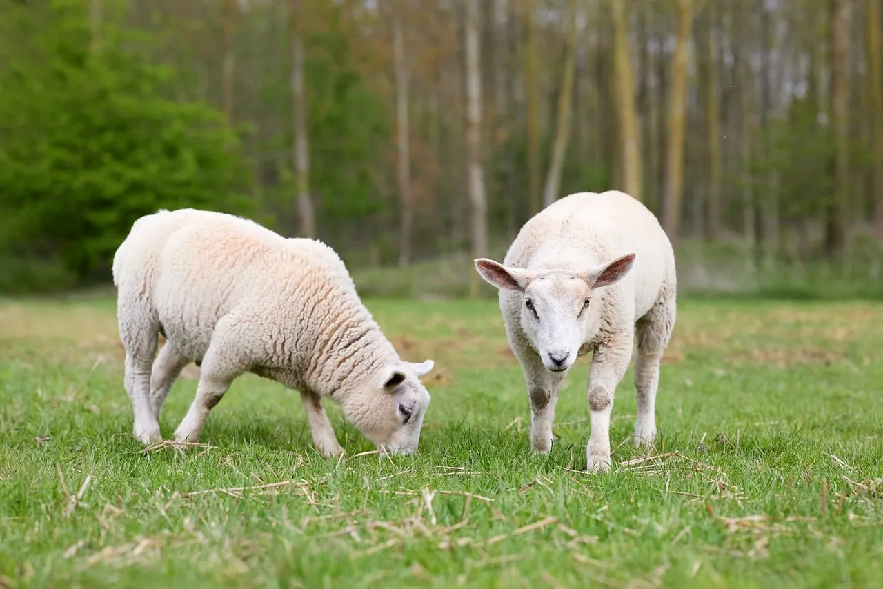 Idyllic Spring Meadow: Lambs Grazing in Lush Green Fields